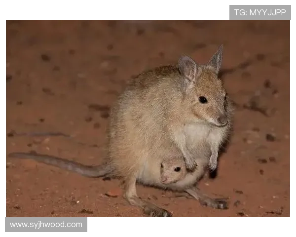 以袋鼠军团力量为核心的全球竞技崛起之路与荣耀新篇章全景解析