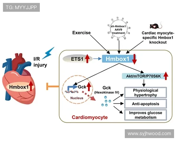 支链氨基酸在运动营养与代谢调控中的关键作用解析机制与应用前景探讨 - 副本 - 副本 (2) 支链氨基酸在运动营养与代谢调控中的关键作用解析机制与应用前景探讨 - 副本 - 副本 (2)